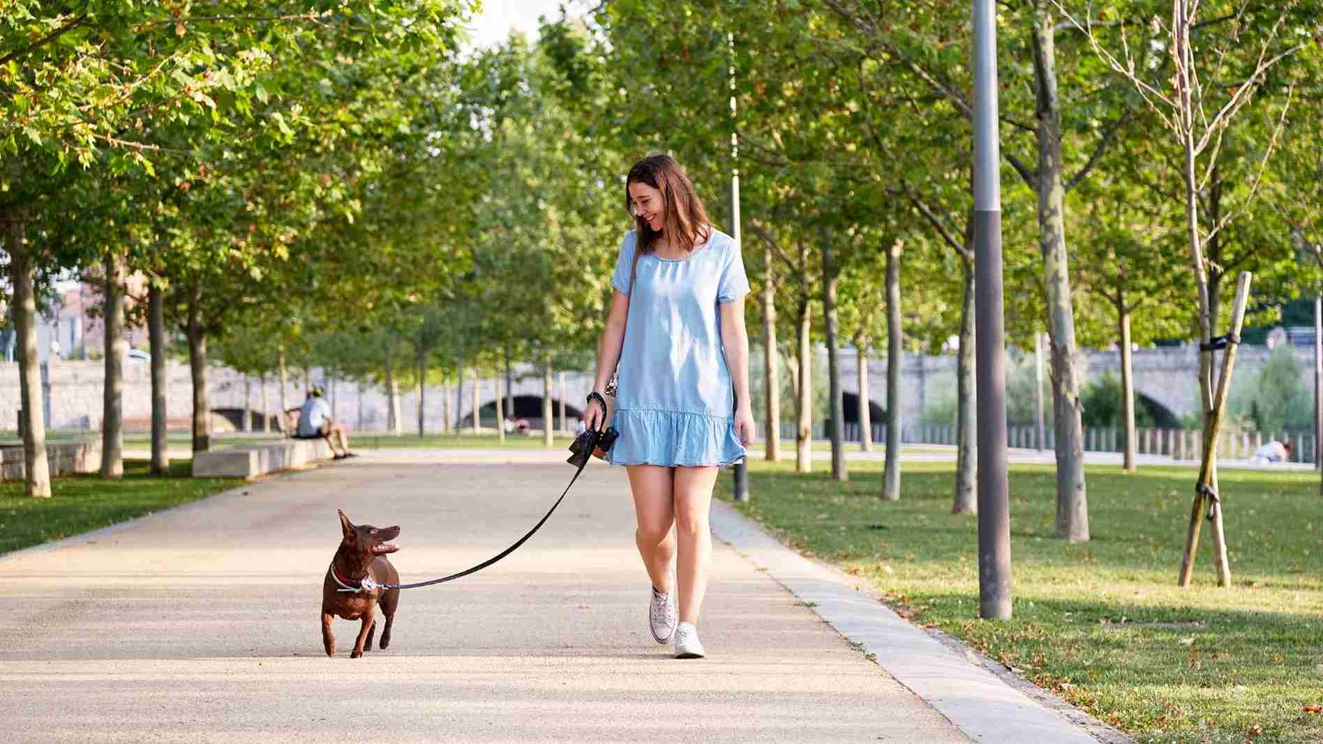 a qué hora sacar al perro en verano
